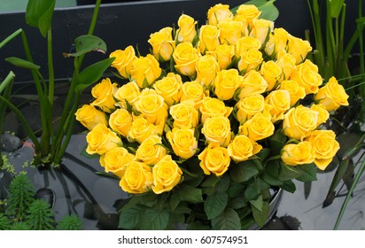 Many Yellow Roses.