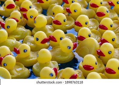 Many Yellow Rubber Ducks Floating In A Kiddie Water Pool As A Game Of Chance For Kids At The State And County Fair. Duckies Are Used As Bathtub Toys And Bath Fun In The Rub A Dub Tub Playtime.