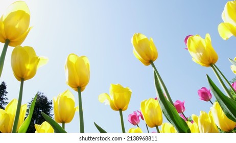 Many Yellow Tulips Sway In The Wind In An Open Space In The Park. Concept Of A Greeting Card For Valentines Day, Mothers Day, International Womens Day, Flower Delivery. 4k