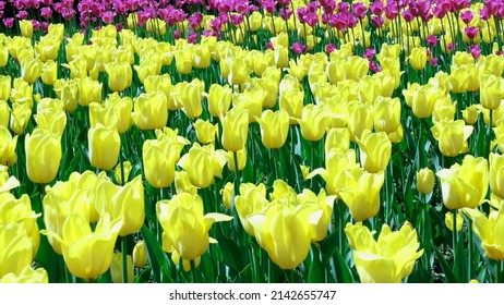 Many Yellow Tulips Sway In The Wind In An Open Space In The Park. Concept Of A Greeting Card For Valentines Day, Mothers Day, International Womens Day, Flower Delivery.