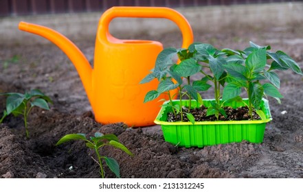 Many young pepper sprouts grown from seed in container on ground with garden watering can and other pepper seedling plant in black soil. Spring seedlings for garden, growing home vegetables.