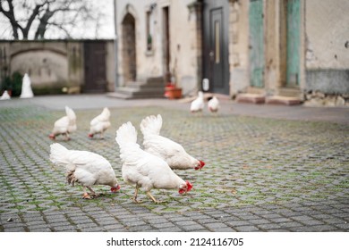 Many young white hens with red tufts graze and eat grass in the yard of old shabby village house at daytime. Raising livestock, eco bio farm, agriculture
