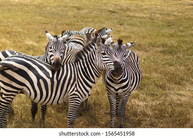 Many Zebras Eating Grass Savana Grassland Stock Photo 1565451958 ...