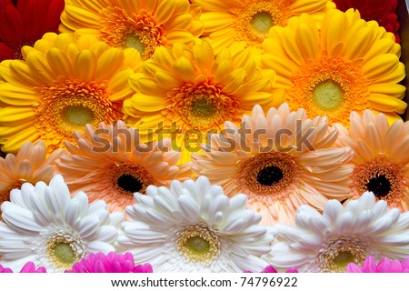 manycoloured gerbera