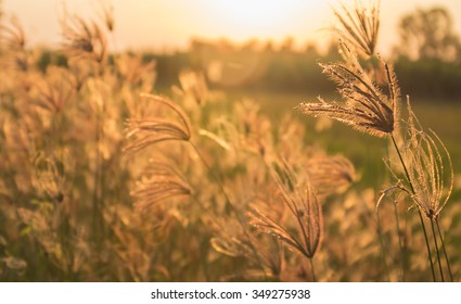 Sun sut Images, Stock Photos & Vectors | Shutterstock