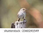 The many-striped canastero (Asthenes flammulata) is  in the family Furnariidae (Ovenbirds) that is native to the Andes in Colombia, Ecuador, and Peru. This photo was taken in Ecuador.