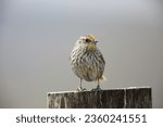 The many-striped canastero (Asthenes flammulata) is  in the family Furnariidae (Ovenbirds) that is native to the Andes in Colombia, Ecuador, and Peru. This photo was taken in Ecuador.