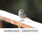 The many-striped canastero (Asthenes flammulata) is  in the family Furnariidae (Ovenbirds) that is native to the Andes in Colombia, Ecuador, and Peru. This photo was taken in Ecuador.