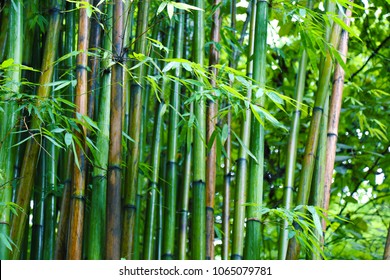 Maolin Bamboo In Yunnan