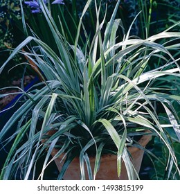 Maori Flax Plant Native To New Zeala; Nd