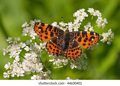 Map butterfly Images, Stock Photos & Vectors | Shutterstock