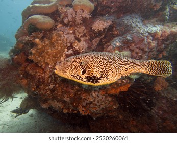 Map Puffer (Arothron mappa), or Scribbled toadfish, at a coral reef outside Puerto Galera, Philippines. This is in the center of the coral triangle