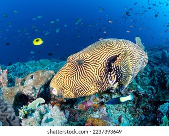 map puffer fish close up photography with fishes and blue water background