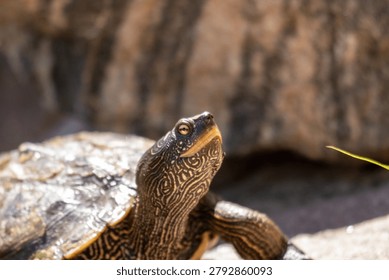 Map turtle basking on shoreline, beautiful rock background