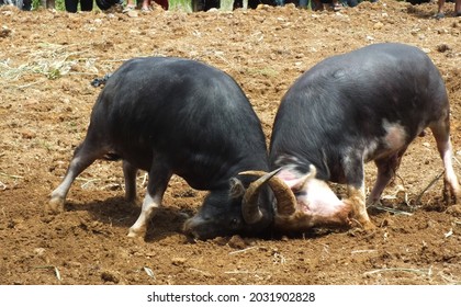 Ma'pasilaga Tedong (buffalo Fight) Is A Unique Culture Carried Out By The Toraja Tribe In The Framework Of The Funeral Ceremony