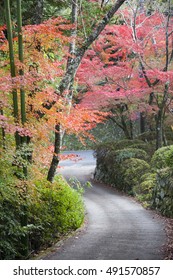 maple