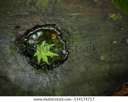 Similar – Image, Stock Photo moss fingers Fingers Hand