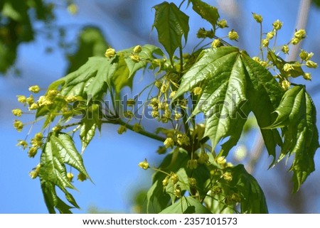 Maple (Acer platanoides) blooms in spring in nature
