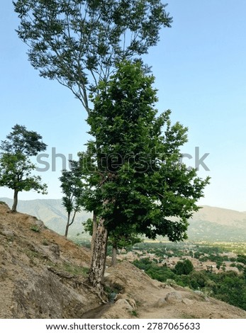 Maple or Acer pseudoplatanus making beautiful scenary in a Mountain