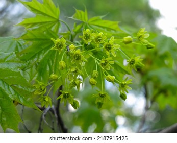 Maple (Acer Sapindaceae) Blooms In Early Spring                  