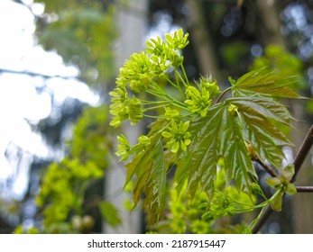 Maple (Acer Sapindaceae) Blooms In Early Spring                 