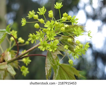 Maple (Acer Sapindaceae) Blooms In Early Spring                