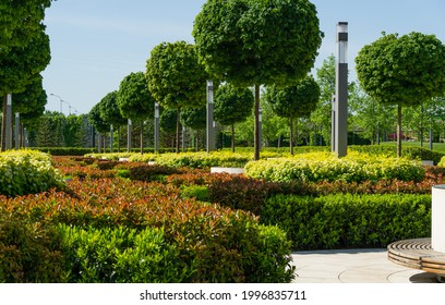 Maple Alley Acer Platanoides Globosum With Trimmed Cherry Laurel Bushes,  Photinia And Yellow-leaved Physocarpus Opulifolius Ninebark. French Garden In Public City Park 'Krasnodar' Or 'Galitsky'.