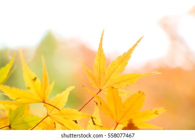 The maple in the autumn