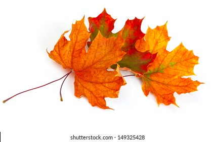 Maple Autumn Leaves Isolated On White Background