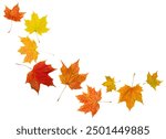 maple autumn leaves on white isolated background