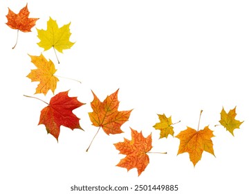 maple autumn leaves on white isolated background - Powered by Shutterstock