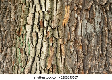 Maple Bark (Acer Campestre L.)