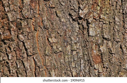 Maple Bark Background