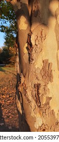 Maple Bark From The Park