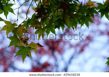 maple with blur background
