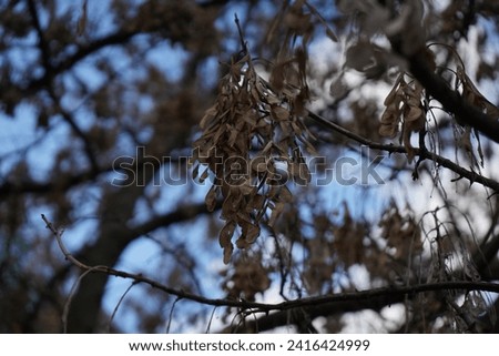 Maple, boxelder maple, Manitoba maple or ash-leaved maple(Acer negundo)