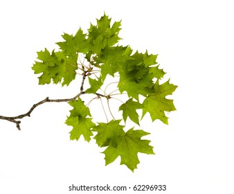 Maple Branch