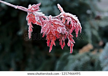 maple branch frosty cut-leaf maple leaf closeup red maple leaves frost frozen leaves leaf foliage winter season