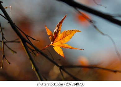 Maple Burning Red Autumn Leaf Vain Beneath The Sun