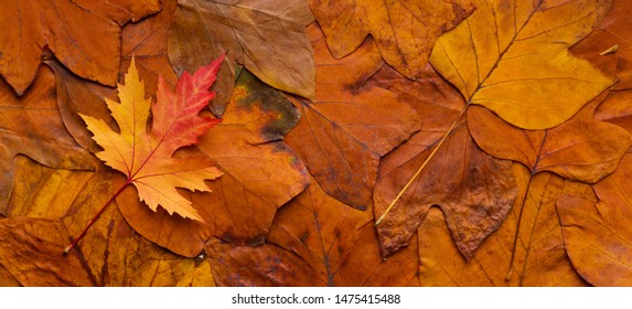 Maple colored fresh fallen leaf on autumn orange background, panorama
