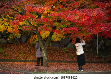 Maple Corridor High Res Stock Images Shutterstock