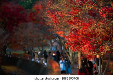 Maple Corridor High Res Stock Images Shutterstock