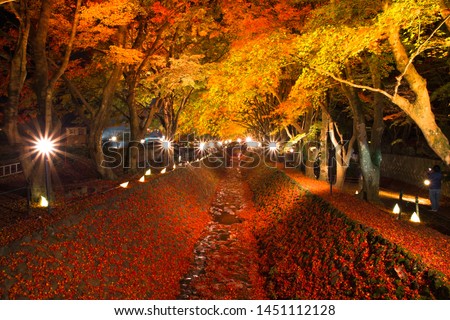 Maple Corridor (Momoji Kairo) at Kawaguchiko Lake in Autumn, Yamanashi, Japan