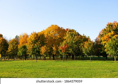 Maple in the fall. Beautiful natural background of trees.