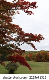 Maple In Its Fall Colors.