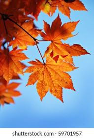 Maple foliage against sky, autumn