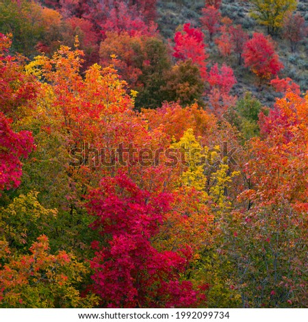 Maple forest in autumn around Eureka village of Juab county in Utah of the United States of America, North America 
