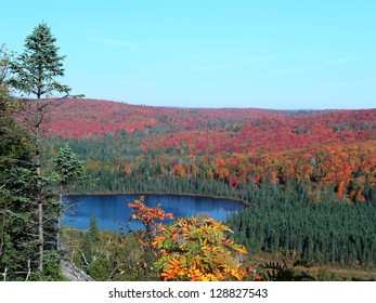 Maple Forest At Fall Season On The Lake Superior North Shore In Minnesota