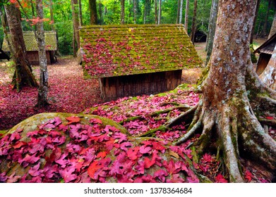 Maple Forest Phitsanulok Thailand