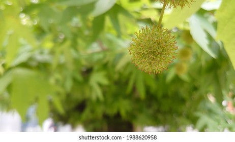 Maple Fruit Hd Stock Images Shutterstock